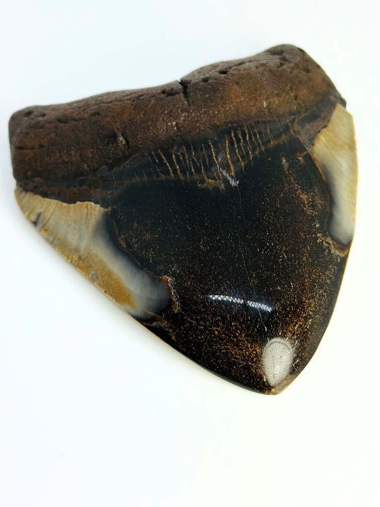 Megalodon Tand "Demon Obsession" (VS) - 10,9 cm