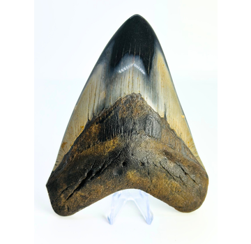 Megalodon Tand "Demon Arsenal" (VS) - 12,3 cm