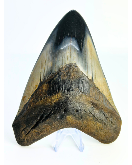 Dente di megalodonte "Demon Arsenal" (USA) - 12,3 cm