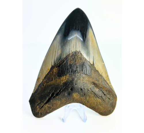 Dent de mégalodon "Demon Arsenal" (US) - 12,3 cm