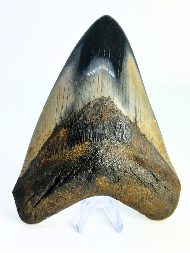 Megalodon Tooth "Demon Arsenal" (US) - 12,3 cm