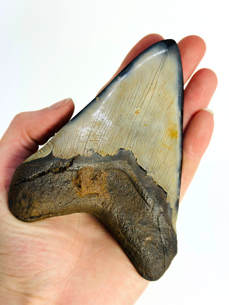 Megalodon-Zahn " Demon Arsenal" (US) - 12,3 cm