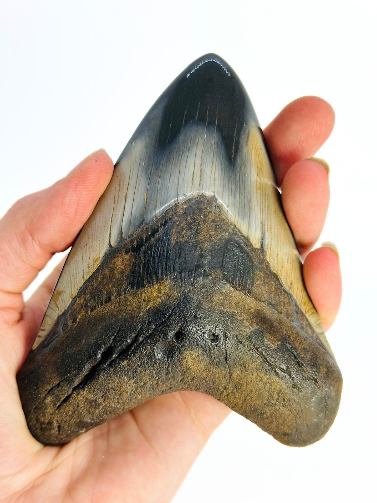 Megalodon Tand "Demon Arsenal" (VS) - 12,3 cm