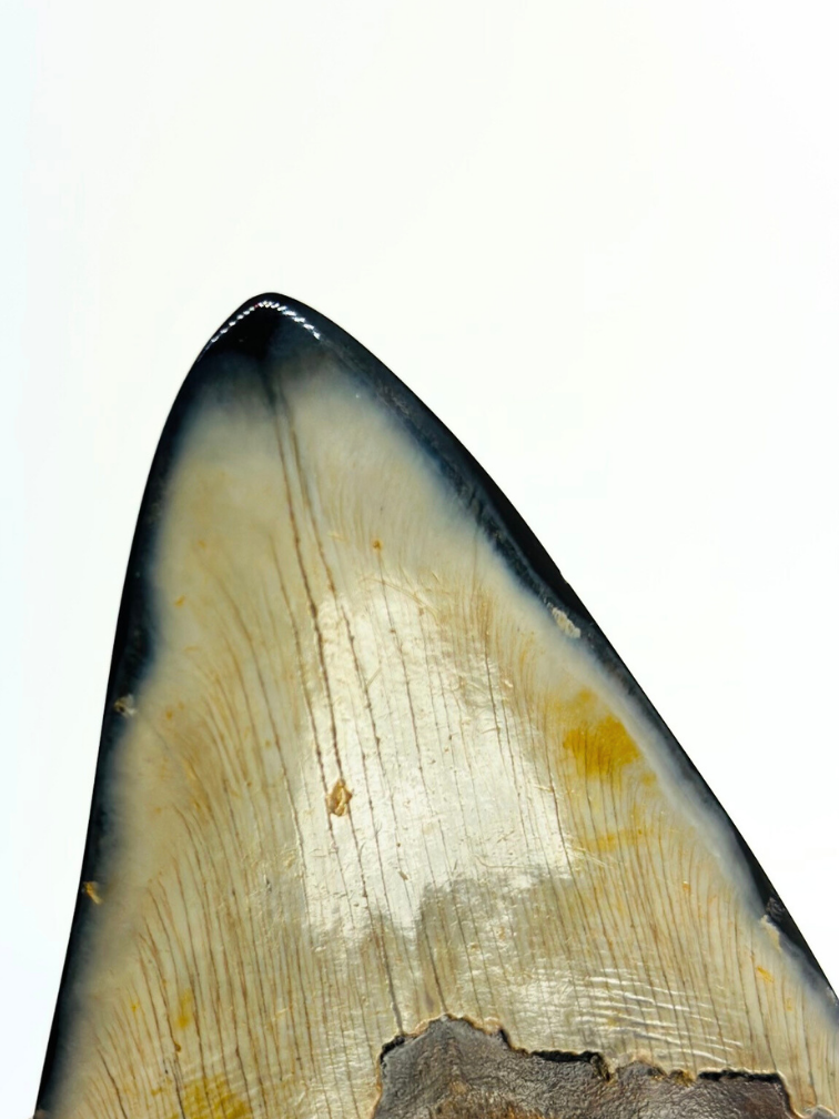 Megalodon Tand "Demon Arsenal" (VS) - 12,3 cm