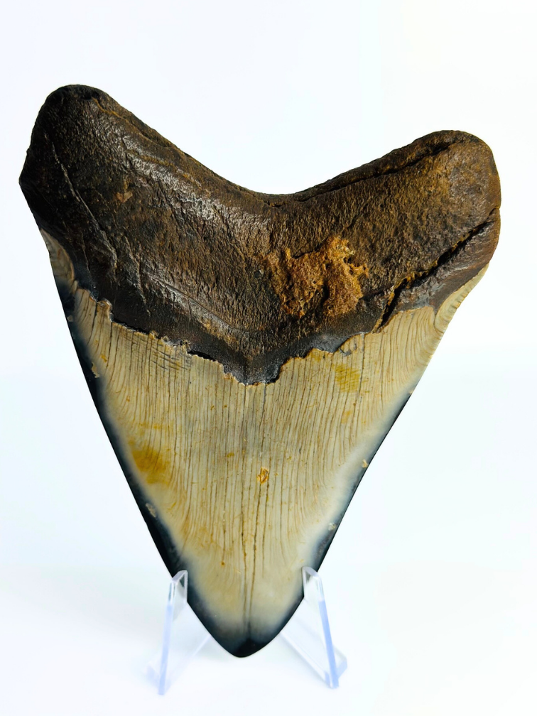 Dente di megalodonte "Demon Arsenal" (USA) - 12,3 cm