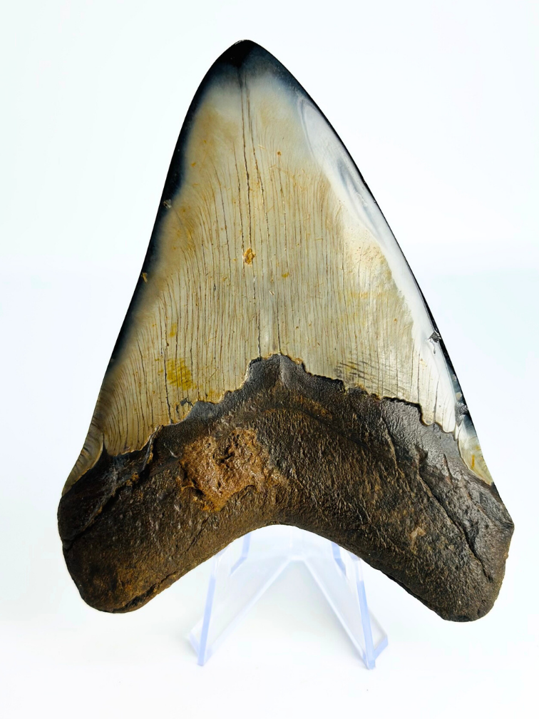 Megalodon Tooth "Demon Arsenal" (US) - 12,3 cm