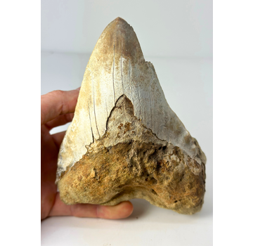'Brown' Megalodon tooth "The One In Stone" (Indonesia) in matrix - 14.2 cm (5,59 inch)