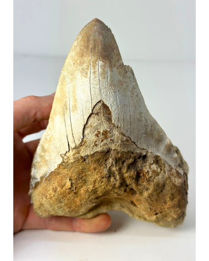 'Bruine' Megalodon tand "The One In Stone" (Indonesië) in matrix - 14,2 cm (5,59 inch)
