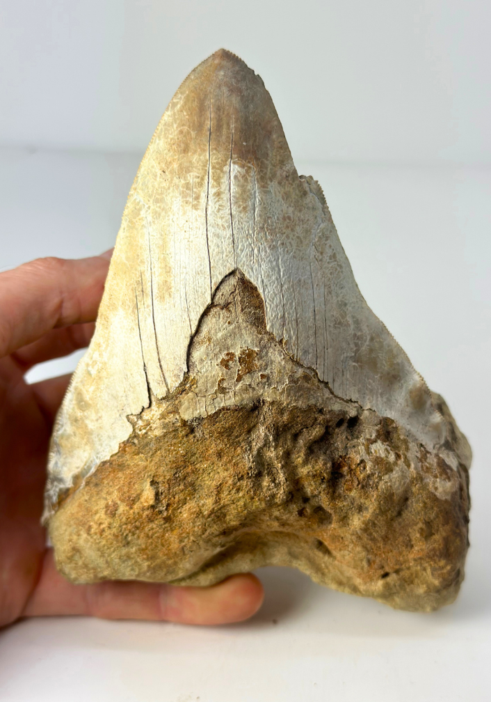 'Braun' Megalodon-Zahn "The One In Stone" (Indonesien) in Matrix - 14,2 cm (5,59 inch)