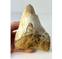 "Brun" Dent de Megalodon "The One In Stone" (Indonésie) dans la matrice - 14,2 cm (5,59 inch)
