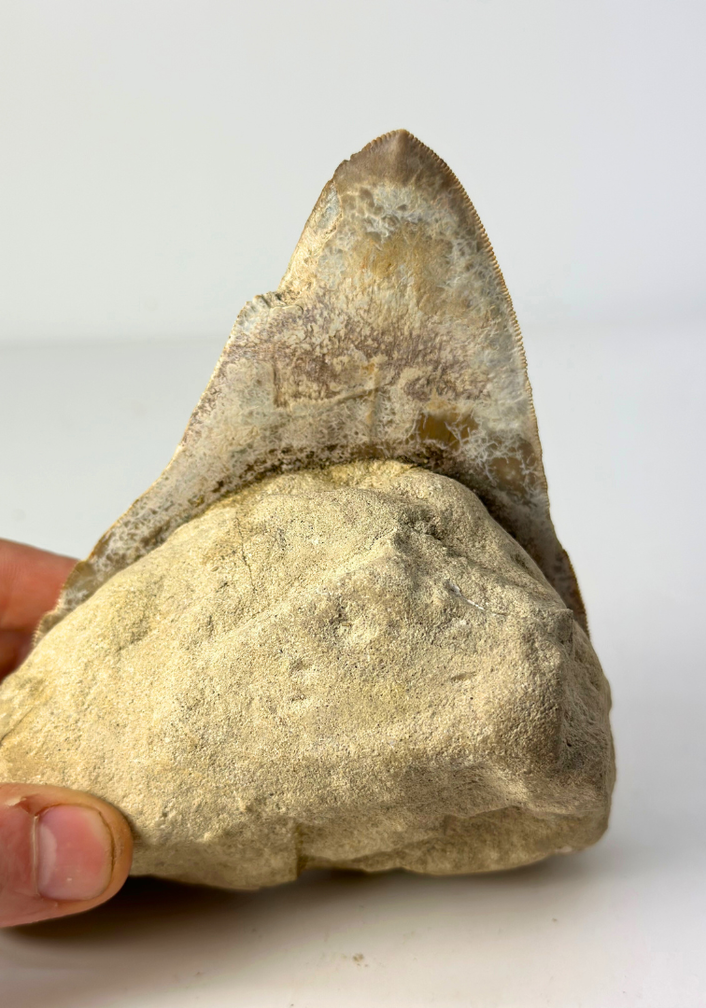 'Brown' Megalodon tooth "The One In Stone" (Indonesia) in matrix - 14.2 cm (5,59 inch)