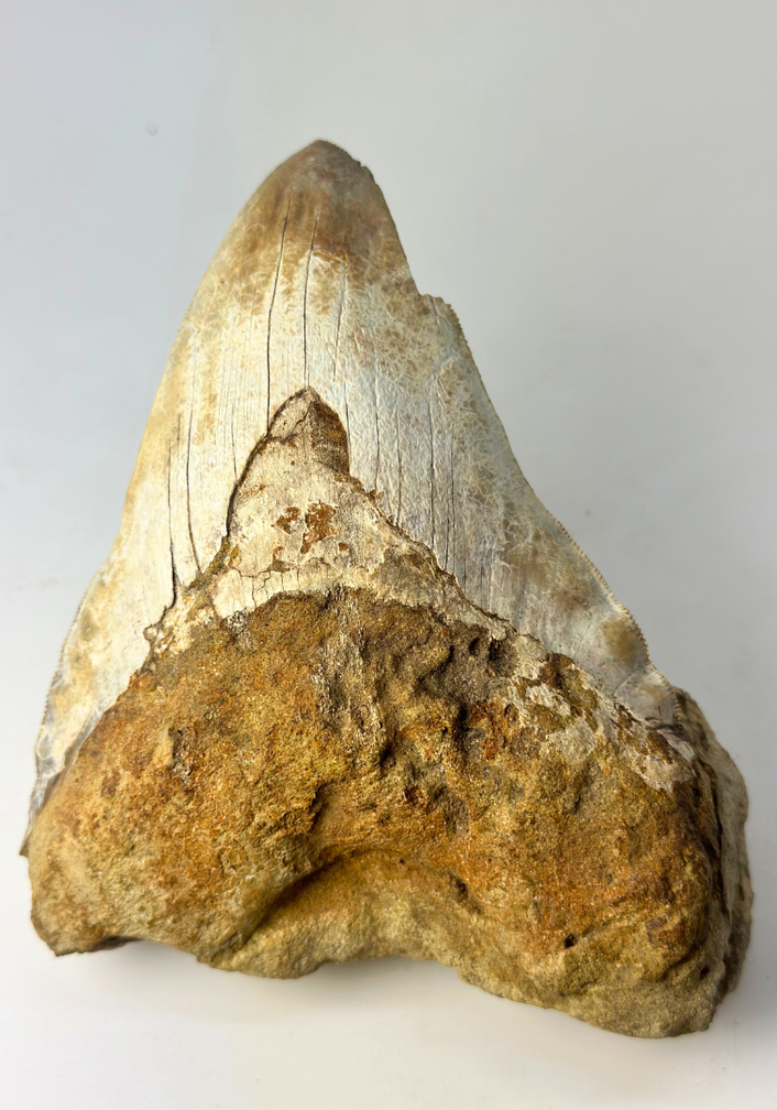 'Brown' Megalodon tooth "The One In Stone" (Indonesia) in matrix - 14.2 cm (5,59 inch)