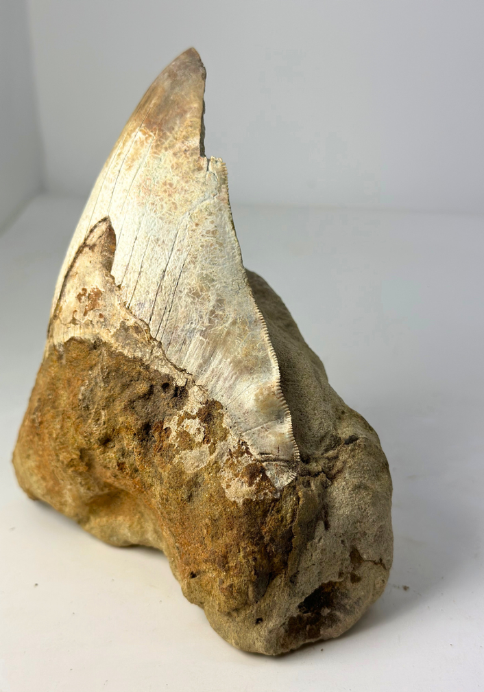 'Brown' Megalodon tooth "The One In Stone" (Indonesia) in matrix - 14.2 cm (5,59 inch)
