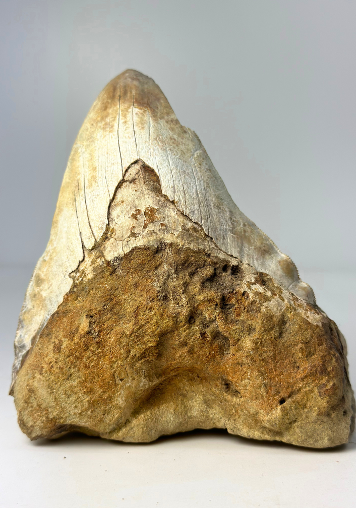 'Braun' Megalodon-Zahn "The One In Stone" (Indonesien) in Matrix - 14,2 cm (5,59 inch)