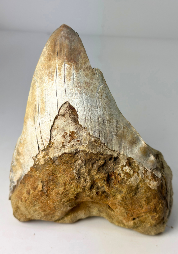 'Braun' Megalodon-Zahn "The One In Stone" (Indonesien) in Matrix - 14,2 cm (5,59 inch)