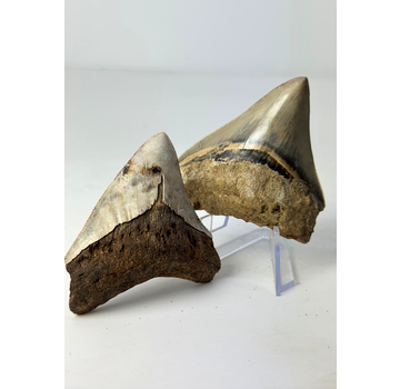 Satz von 2 Megalodon-Zähnen - „Holy and Chaos“ - (Indonesien) - Größter Zahn = 7,5 cm