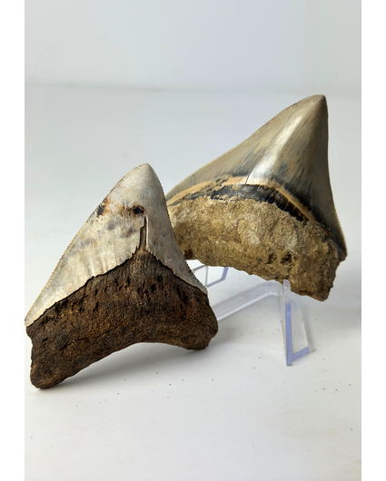 Set van 2 Megalodon tanden - "Holy and Chaos" - (Indonesië) - Grootste tand = 7,5 cm