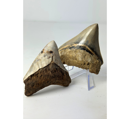 Set of 2 Megalodon teeth - ‘Holy and Chaos’ - (Indonesia) - Largest tooth = 7,5 cm
