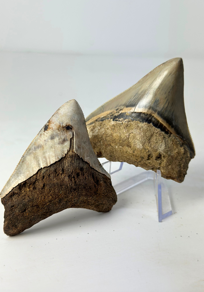 Set van 2 Megalodon tanden - "Holy and Chaos" - (Indonesië) - Grootste tand = 7,5 cm