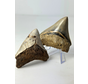 Set of 2 Megalodon teeth - ‘Holy and Chaos’ - (Indonesia) - Largest tooth = 7,5 cm
