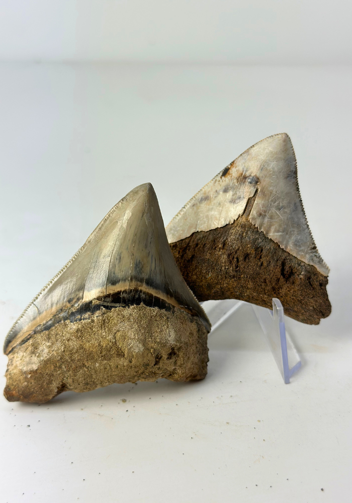 Set van 2 Megalodon tanden - "Holy and Chaos" - (Indonesië) - Grootste tand = 7,5 cm