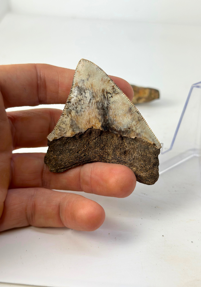 Set van 2 Megalodon tanden - "Holy and Chaos" - (Indonesië) - Grootste tand = 7,5 cm