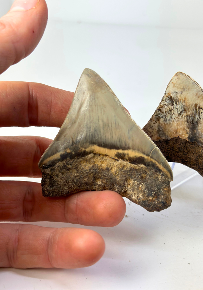 Set di 2 denti di Megalodon - “Holy and Chaos” - (Indonesia) - Dente più grande = 7,5 cm