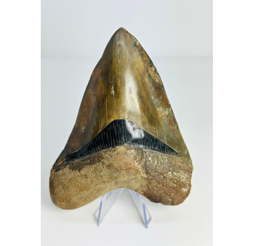 Dente di Megalodon "Dragon's Resentment" (Indonesia) - 14 cm