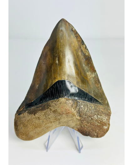 Diente de Megalodon ''Dragon's Resentment'' (Indonesia) - 14 cm