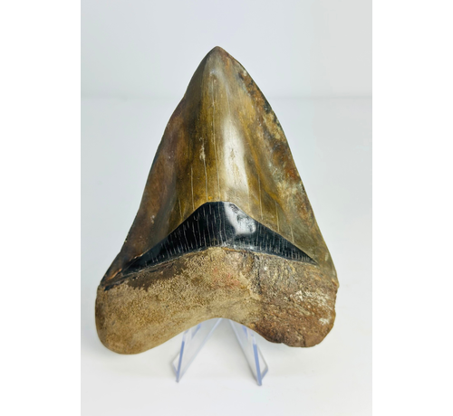 Diente de Megalodon ''Dragon's Resentment'' (Indonesia) - 14 cm