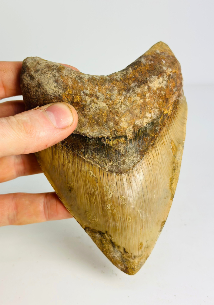 Megalodon Tooth "Mark of Willpower" (Indonesia) - 13,5 cm