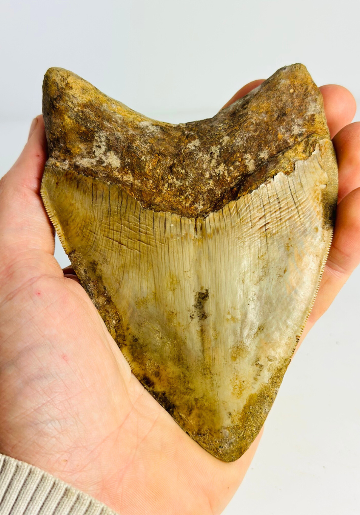 Megalodon Tooth "Mark of Willpower" (Indonesia) - 13,5 cm