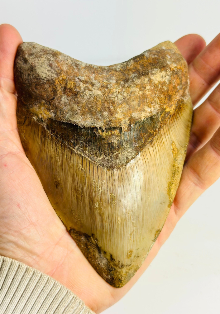 Megalodon Tooth "Mark of Willpower" (Indonesia) - 13,5 cm