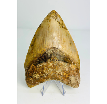 Dente di megalodonte "Mark of Willpower" (Indonesia) - 13,5 cm