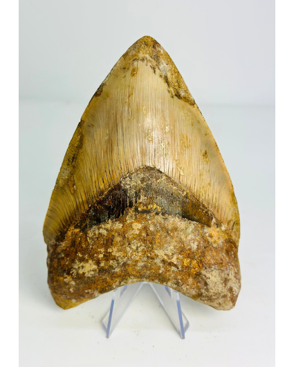 Dente di megalodonte "Mark of Willpower" (Indonesia) - 13,5 cm