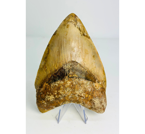 Diente de Megalodón "Mark of Willpower" (Indonesia) - 13,5 cm