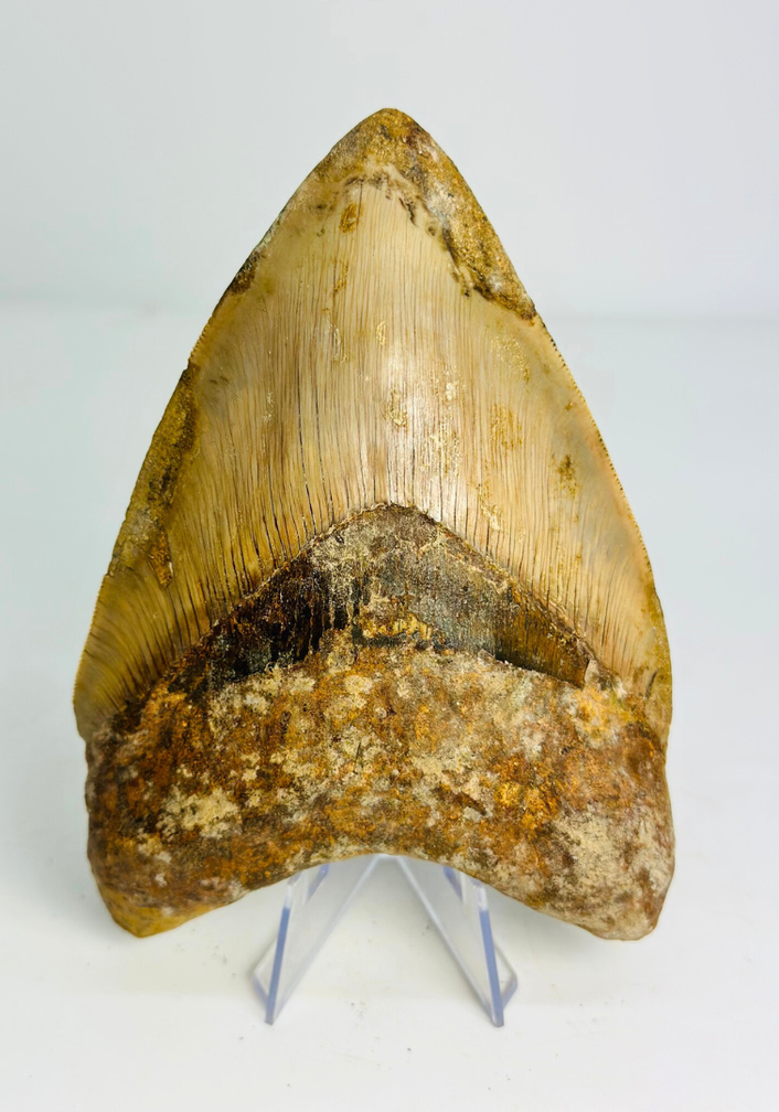 Megalodon-Zahn "Mark of Willpower" (Indonesien) - 13,5 cm