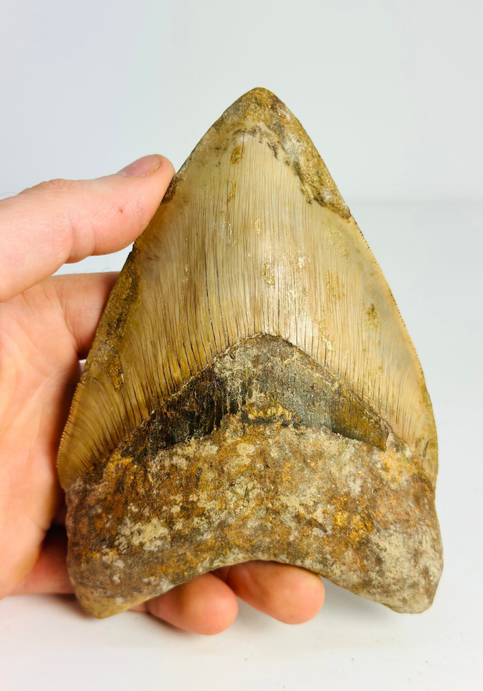 Megalodon Tooth "Mark of Willpower" (Indonesia) - 13,5 cm