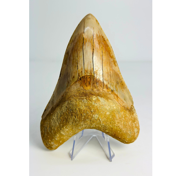 Diente de megalodón "Mark of the Angel" (Indonesia) - 13,7 cm