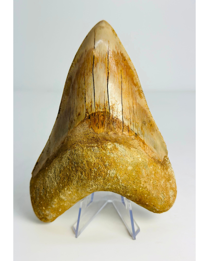 Megalodon tooth "Mark of the Angel" (Indonesia) - 13,7 cm