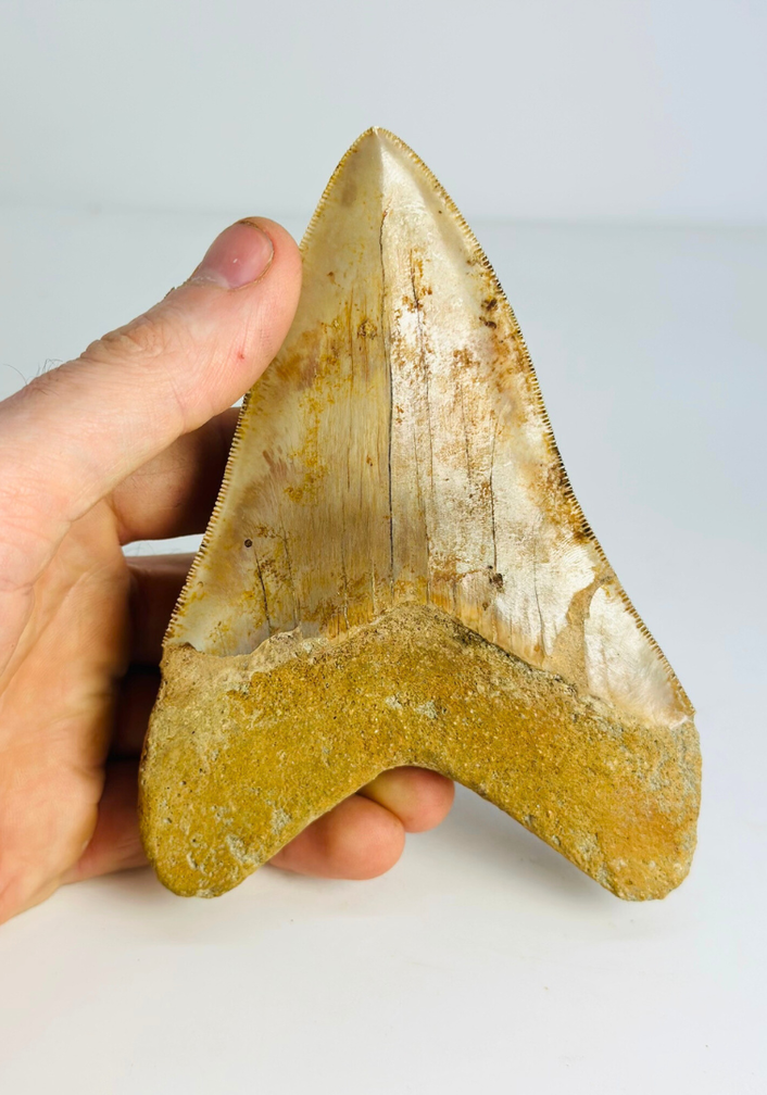 Megalodon tand "Mark of the Angel" (Indonesië) - 13,7 cm