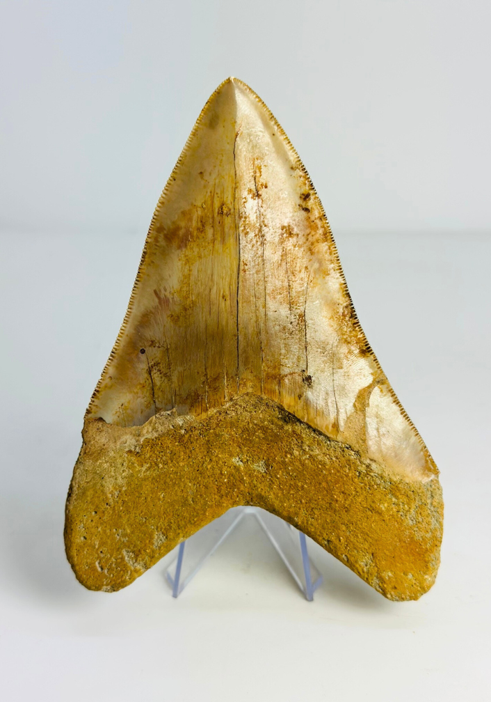 Dente di megalodonte "Mark of the Angel" (Indonesia) - 13,7 cm