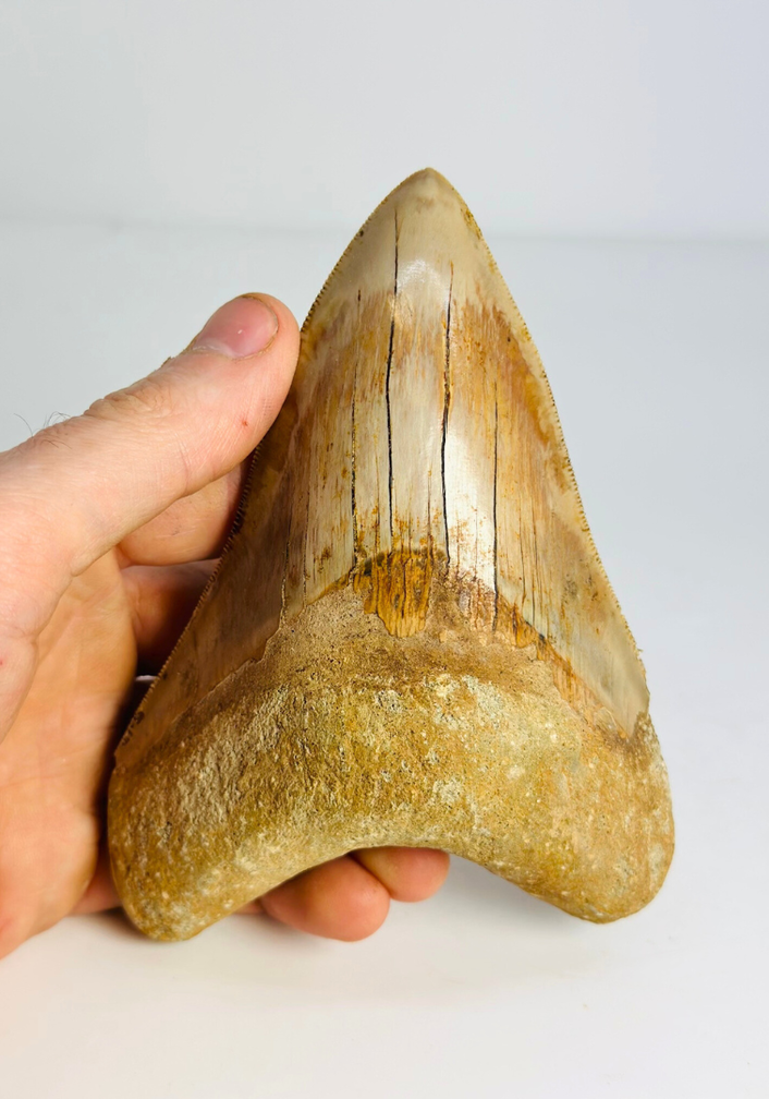 Megalodon tand "Mark of the Angel" (Indonesië) - 13,7 cm