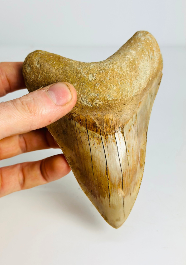Megalodon tand "Mark of the Angel" (Indonesië) - 13,7 cm