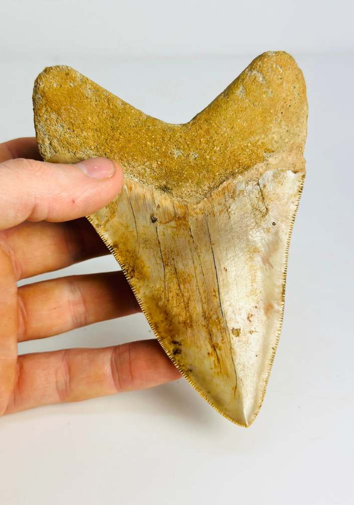 Dente di megalodonte "Mark of the Angel" (Indonesia) - 13,7 cm