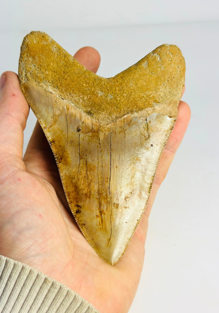 Dente di megalodonte "Mark of the Angel" (Indonesia) - 13,7 cm