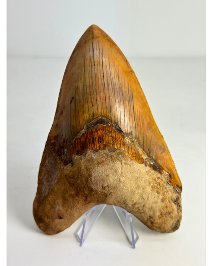 Diente de Megalodon "Fine Sand" (Indonesia) - 15,1 cm (5,94 inch)