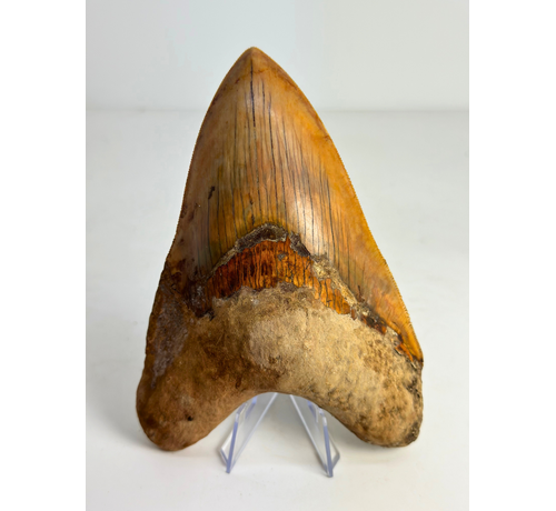 Diente de Megalodon "Fine Sand" (Indonesia) - 15,1 cm (5,94 inch)