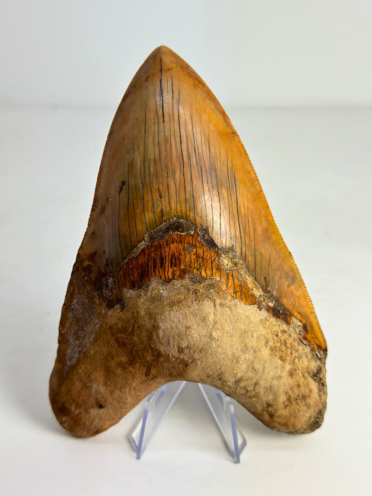 Megalodon tand "Fine Sand" (Indonesië) - 15,1 cm (5,94 inch)