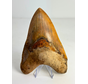 Dente di Megalodon "Fine Sand" (Indonesia) - 15,1 cm (5,94 inch)